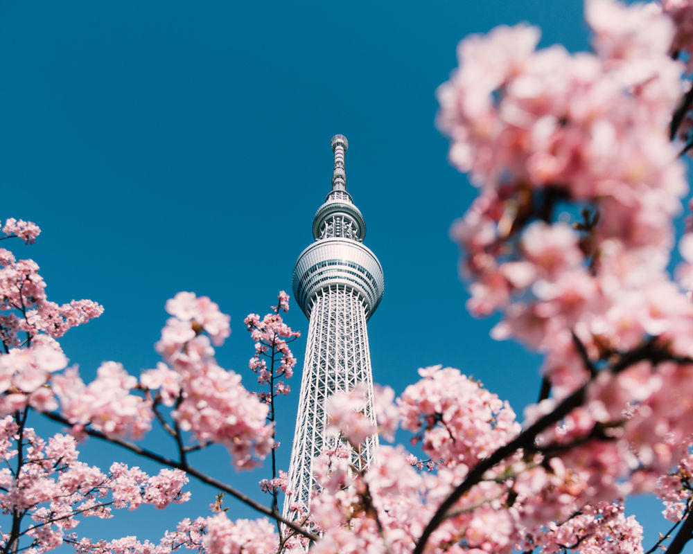 Tokyo Skytree framed by cherry blossom
